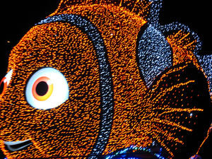 Aussie Nemo!