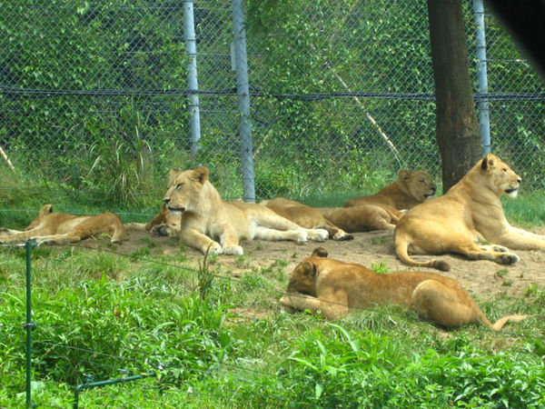 Lazy lions
