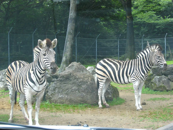 I didn't realise how cute zebras were!
