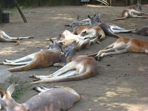 So many kangaroos - a certain couple were not so lazy!