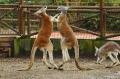 Fuji Safari Park - Boxing Kangaroos in Japan???