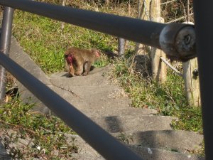 Scary monkey by the road....we decided to go for a walk to find more 