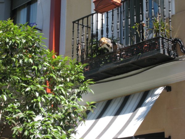 This dog was so cute on the balcony