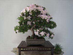 I love this Azalea bonsai