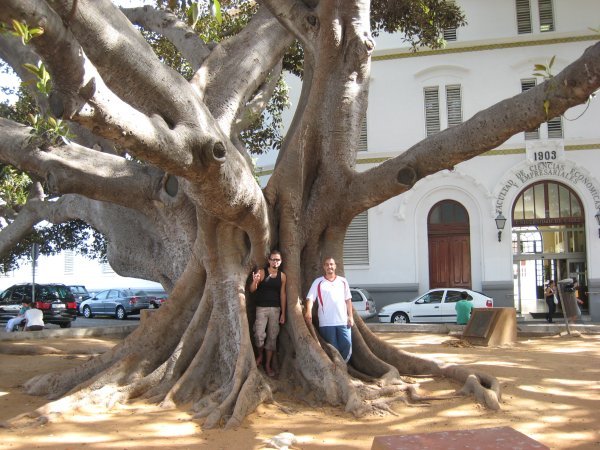 A 100 year old Ficus