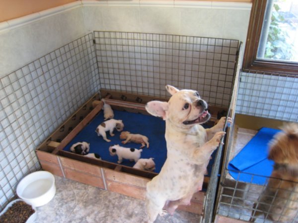Also dogs are bred there - puppy room!