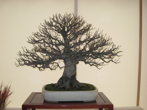 Amazing bonsai