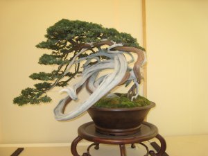Cool spiral bonsai