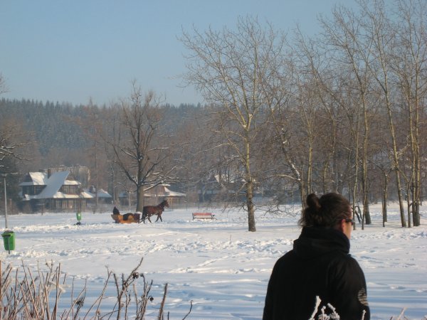 Lots of horse and sleighs in Zakopane