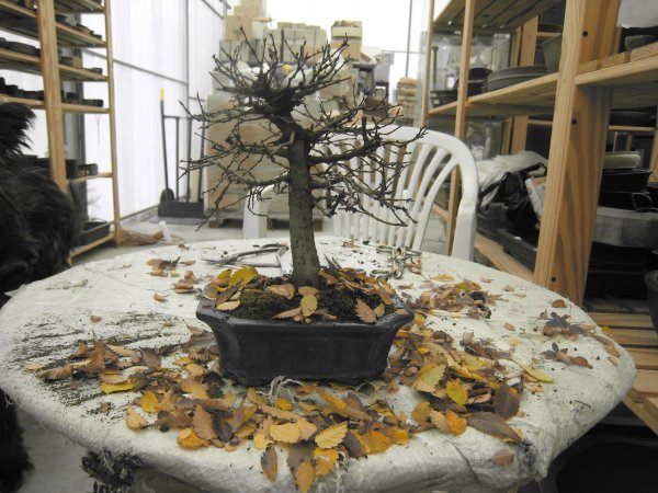 Defoliating bonsai