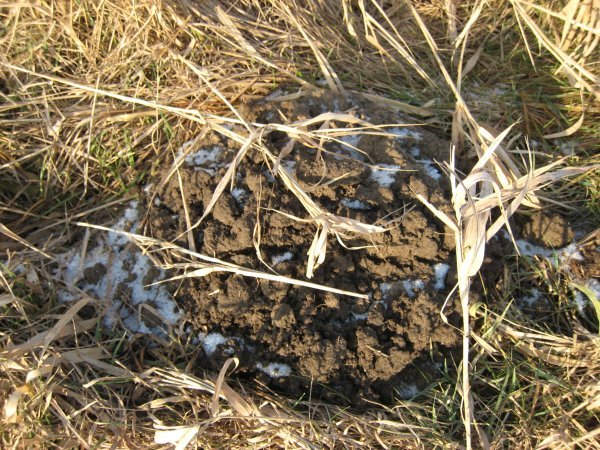 These were everywhere, looked like piles of poo, but Mario said they were mole hills