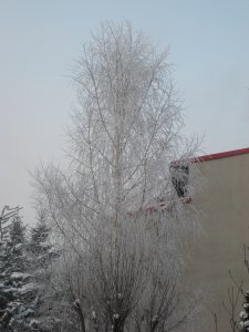Frosted tree!