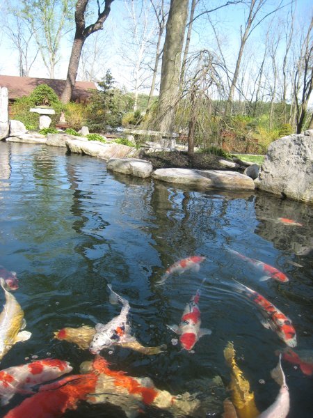 One of many koi fish ponds