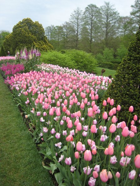 Tulips in every colour...maybe not blue or green