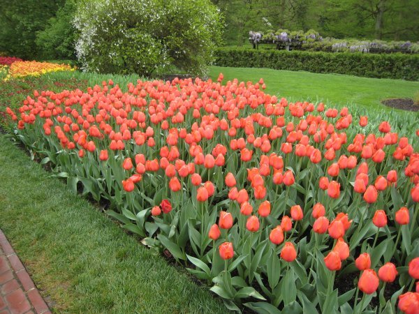 Perfect tulips