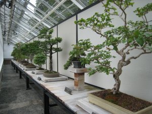 Very small (and not so good) bonsai collection