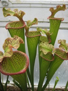 Trumpet fly traps