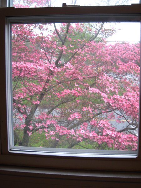 View of a beautiful Dogwood tree from our room
