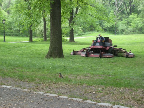 Central Park lawn mower!