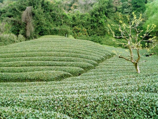 Green tea hedges just a short walk away