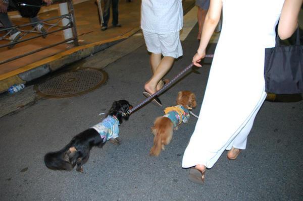 More Yukata wearing dogs!