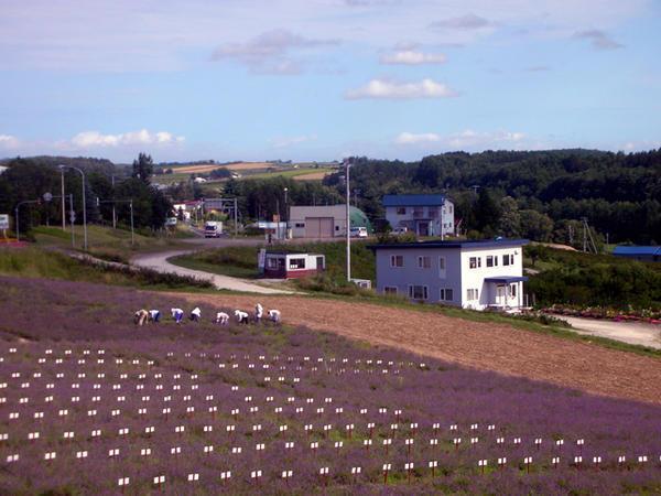Lavender picking