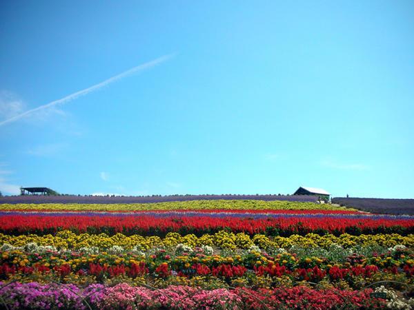 Kanno Flower Farm