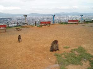 Monkey Park at Arashiyama