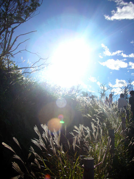 Autumn grass