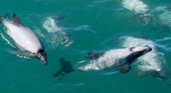 New Zealand dolphins