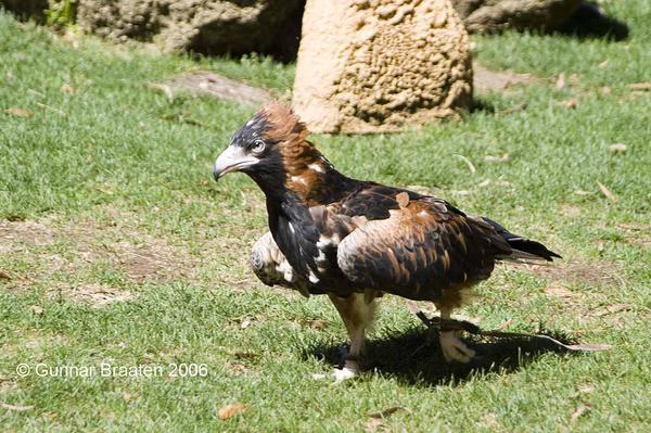 An Australian bird of Prey Photo