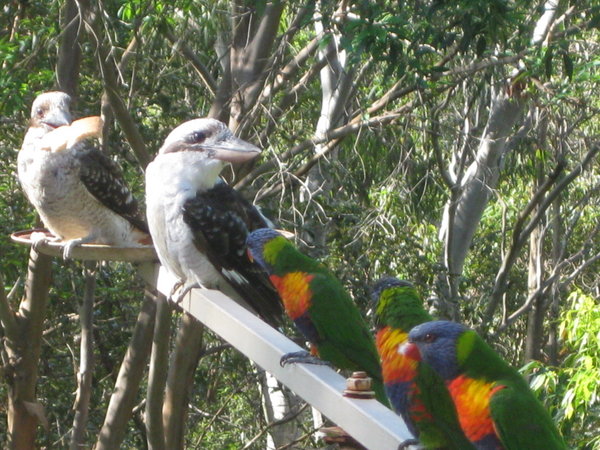 kookaburras & lorikeets