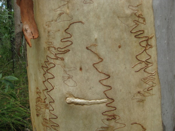scribble gum tree