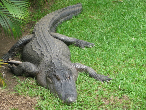 crocodile @ Australia Zoo