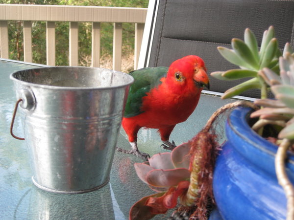 cheeky king parrot