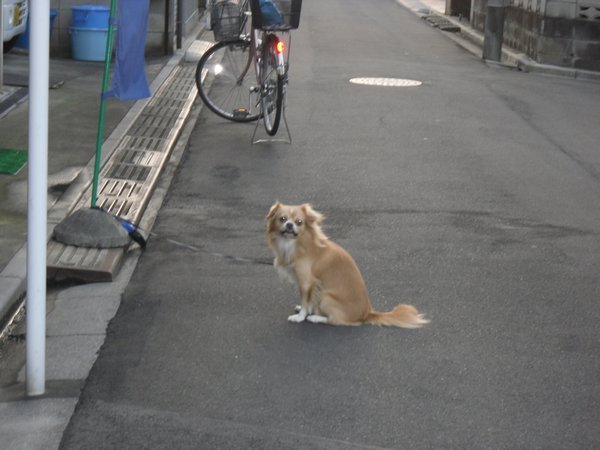 Little Japanses Dog