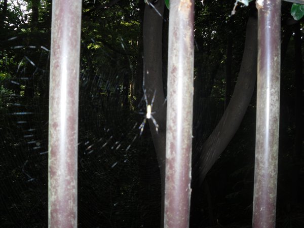 Spider at Meiji Jingu