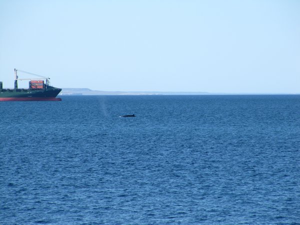My first whale sighting