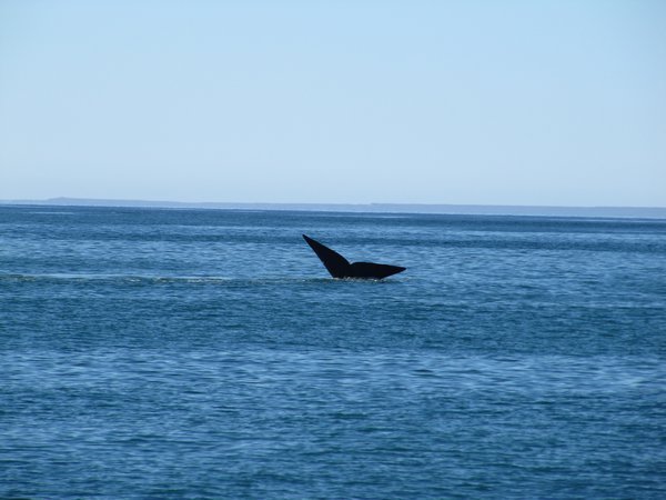 The whales near the beach