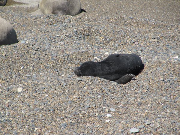 Baby elephant seal