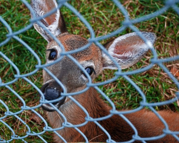 a baby whitetail deer
