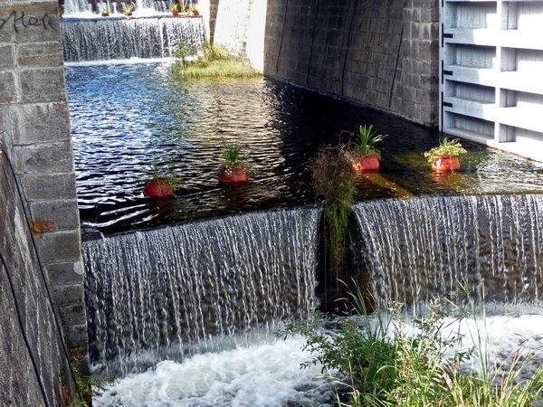 flowerpots on Rideau Canal