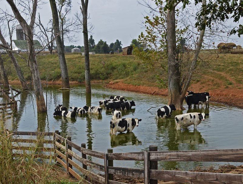 cooling cows 