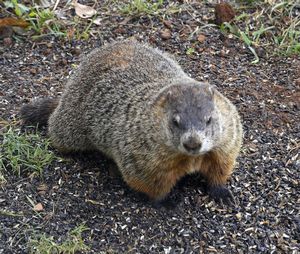 fat woodchuck | Photo