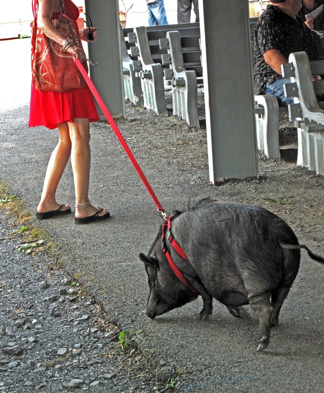 walking the pig