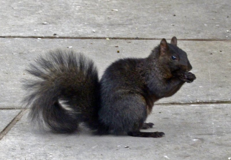 black squirrel 