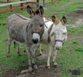 mule buddies