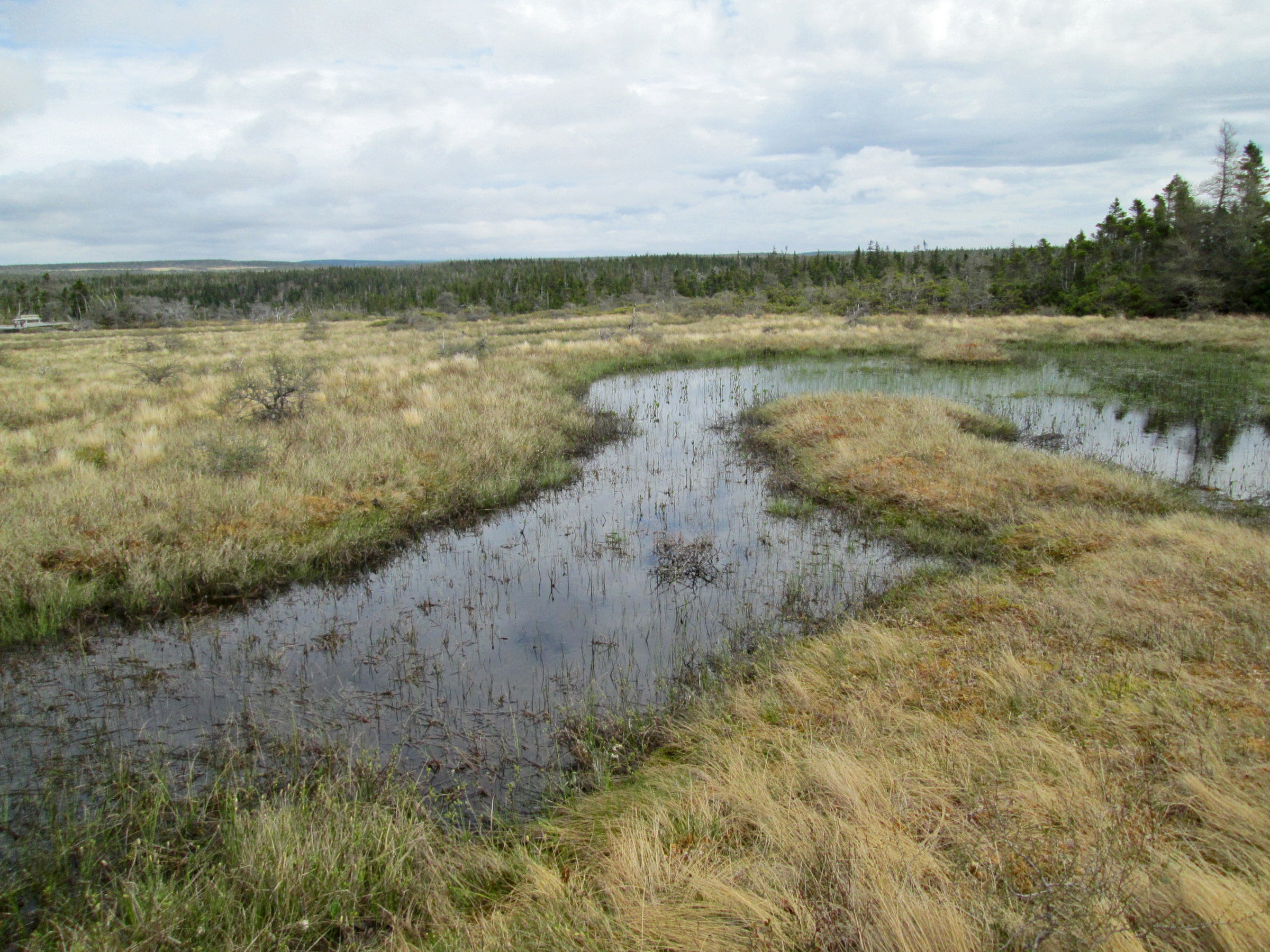 French Mountain Bog | Photo