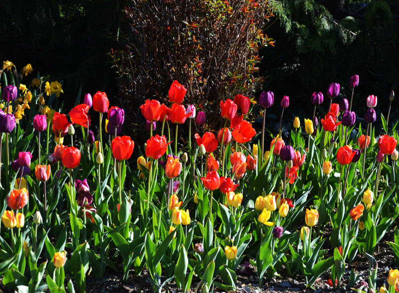 tulips in park
