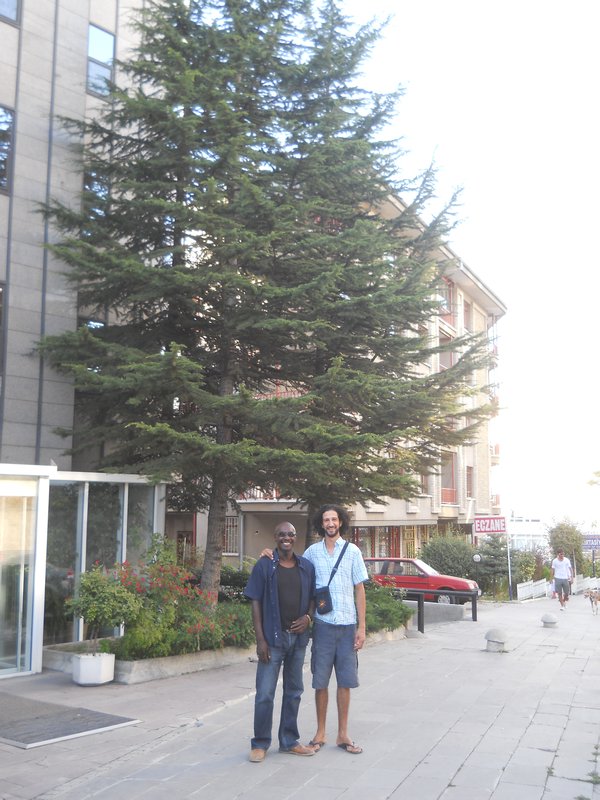 cedar tree in Ankara